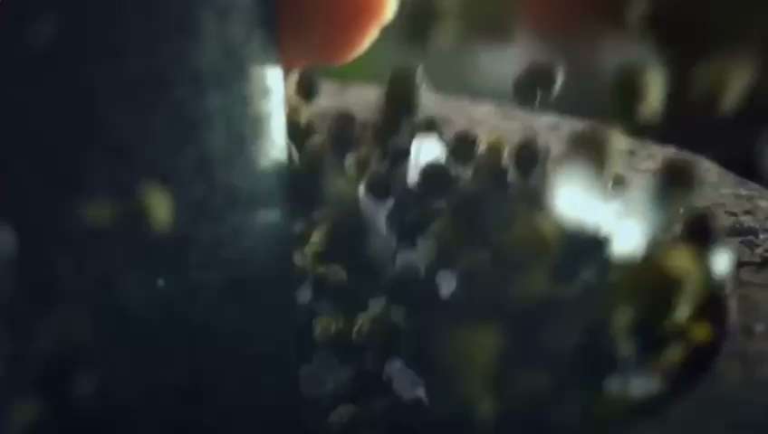 The Biryani Chef photo 8